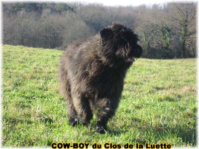 le bouvier des flandres et le cheval - Elevage du CLOS DE LA LUETTE - COPYRIGHT DEPOSE